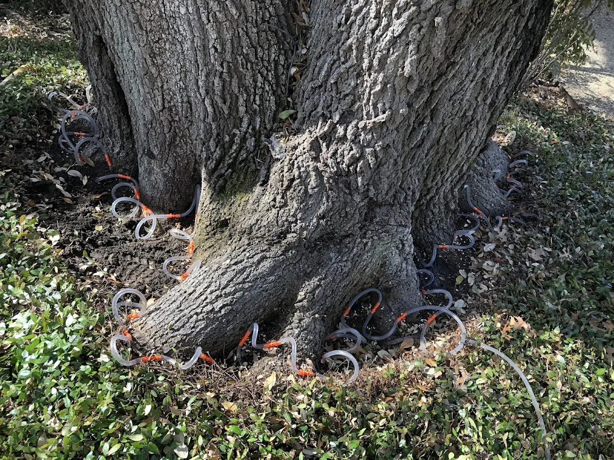 Detailed Tree Cabling and Bracing job site in Dorsey