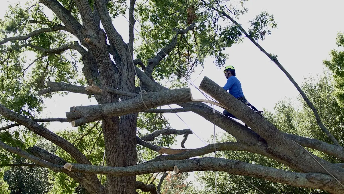 Professional Hazardous Tree Removal performed by certified arborists in Dorsey